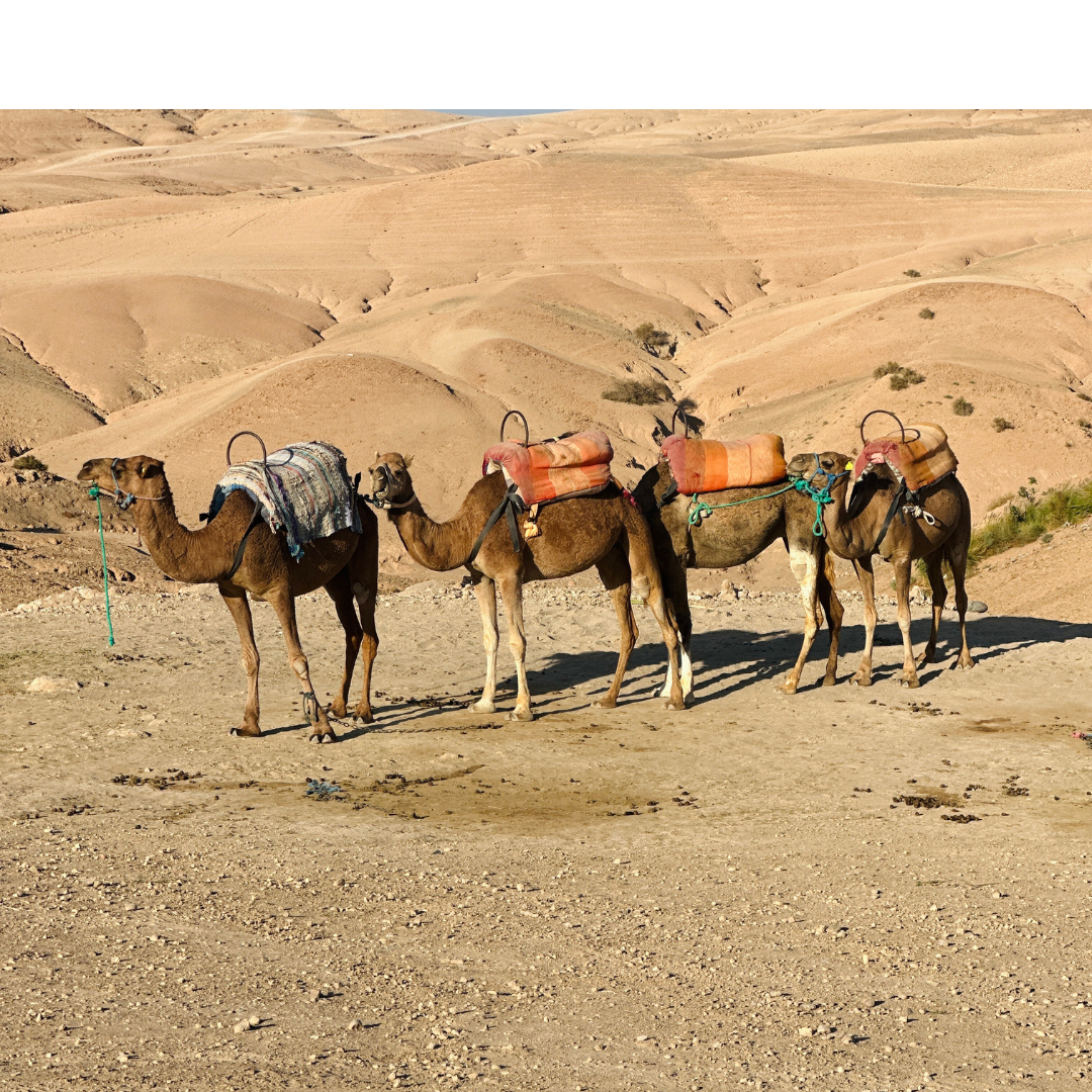 camels in Morocco